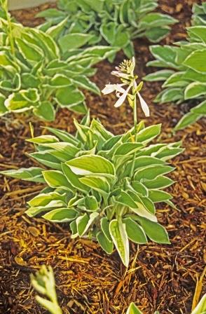 Hosta plant in flower