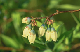 Blueberry flowers