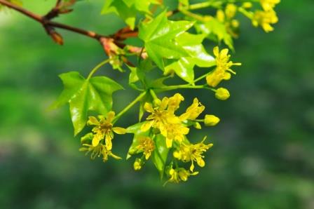 Maple in flower