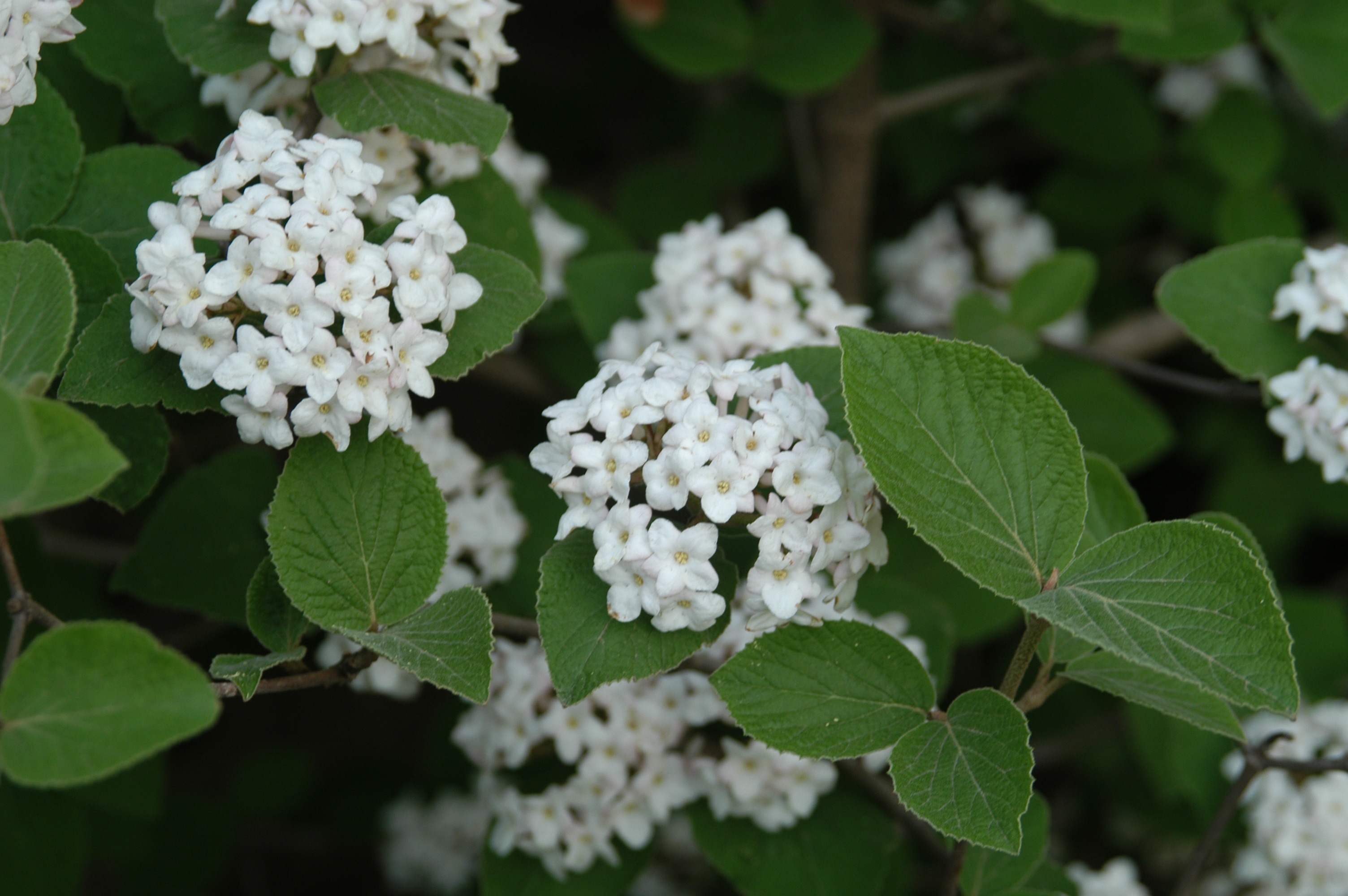 Judd Viburnum flower & foliage