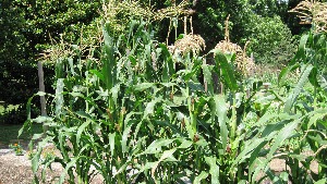 Corn plants