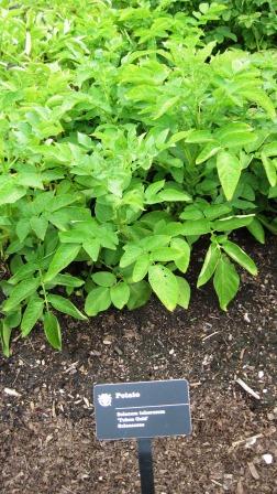 Potato plant