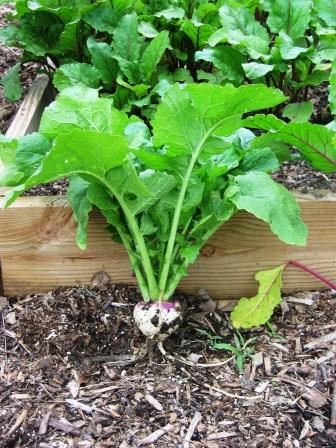 Turnip plant
